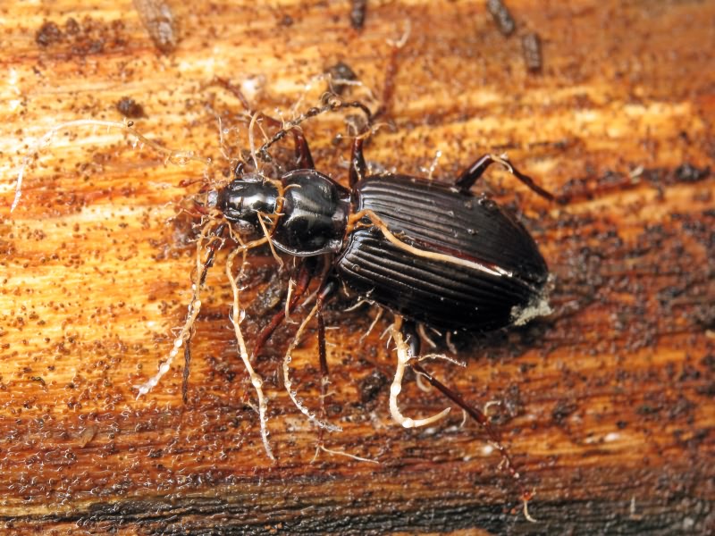 Agonum lugens (Duftschmid, 1812)